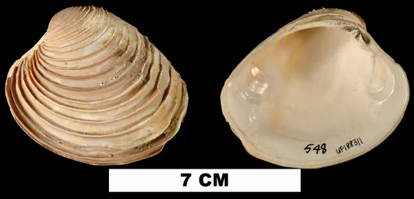 Mercenaria langdoni