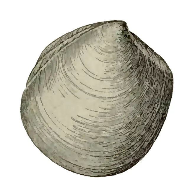 Specimen of Miltha caloosaensis figured by Dall (1898, pl. 28, fig. 1); 55.0 mm in length.