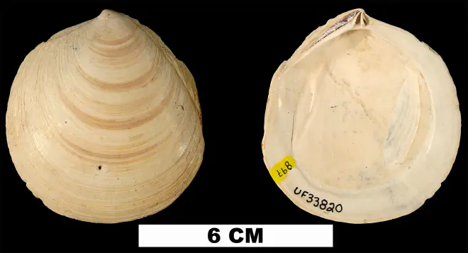 Miltha caloosaensis from the Plio-Pleistocene (formation unknown) of Sarasota County, Florida (UF 33820).