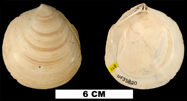 Miltha caloosaensis
