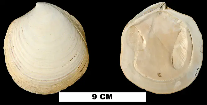 Miltha carmenae from either the Caloosahatchee Fm. (Early Pleistocene) or Bermont Fm. (Middle Pleistocene) of Collier County, Florida (UF 107709).