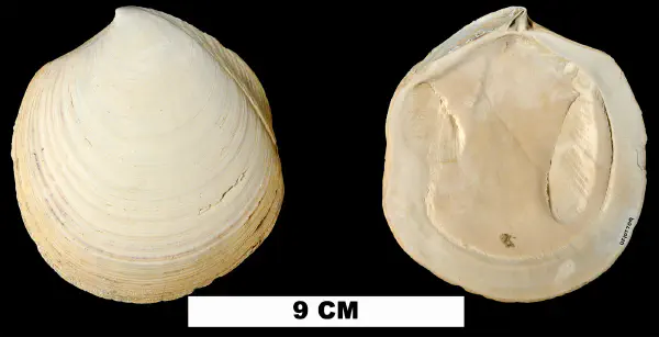 Miltha carmenae