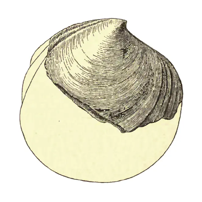Specimen of Miltha chipolana figured by Dall (1903, pl. 51, fig. 11); 71.0 mm in length.