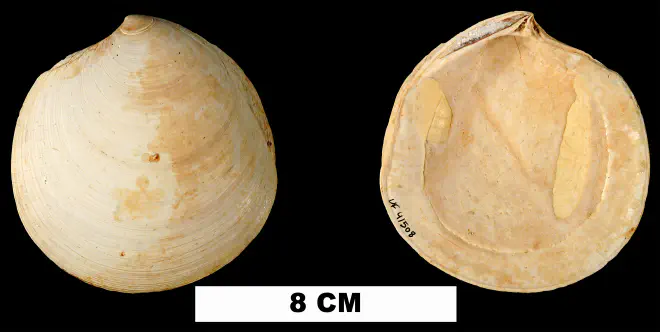 Miltha chipolana from the Early Miocene Chipola Formation of Calhoun County, Florida (UF 41508).