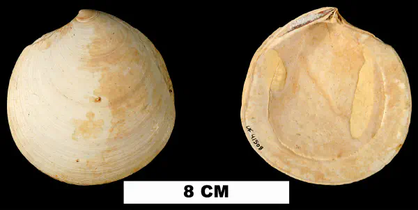 Miltha chipolana