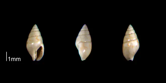Mitrella gardnerae from the Early Pleistocene Waccamaw Fm. of Brunswick County, North Carolina (PRI 70446).