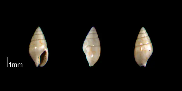 Mitrella gardnerae