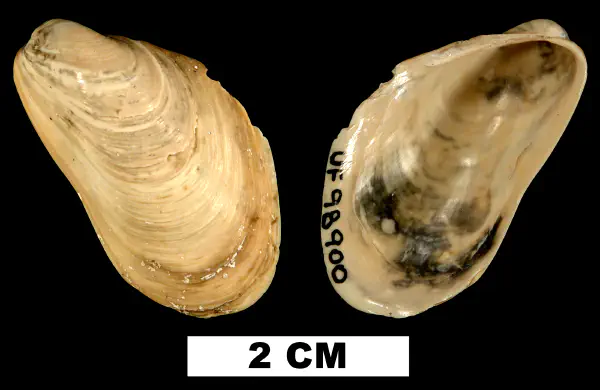 Modiolus ducatelii