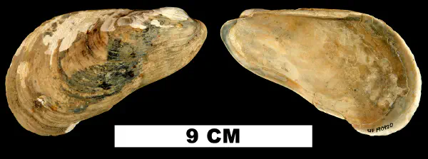 Modiolus gigas