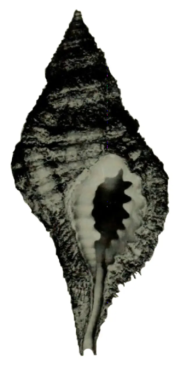 Specimen of Monoplex krebsii figured by Clench and Turner (1957, pl. 124, fig. 1); x1.4.