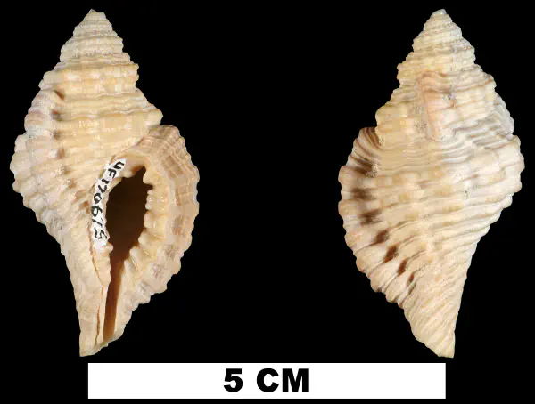 Monoplex krebsii