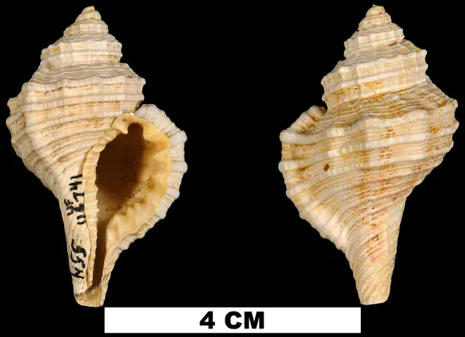 Monoplex ritteri from the Early Miocene Chipola Fm. of Calhoun County, Florida (UF 116741).
