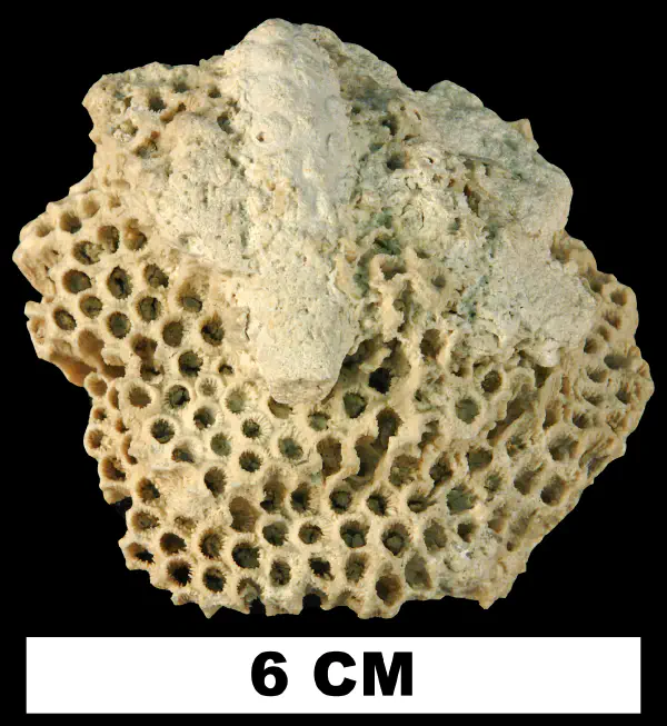 Montastraea annularis