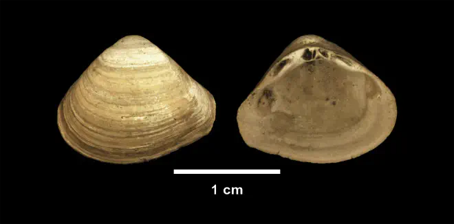 Mulinia congesta from the Late Pliocene Yorktown Fm. of Isle of Wight County, Virginia (SDSM 112635).
