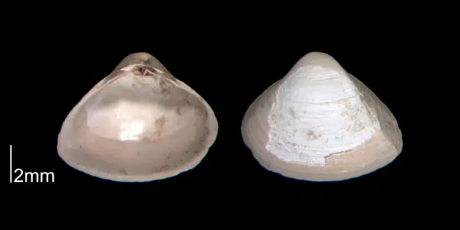 Mulinia lateralis from the Early Pleistocene James City Fm. of Beaufort County, North Carolina (PRI 70510).