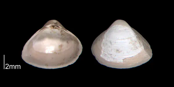 Mulinia lateralis