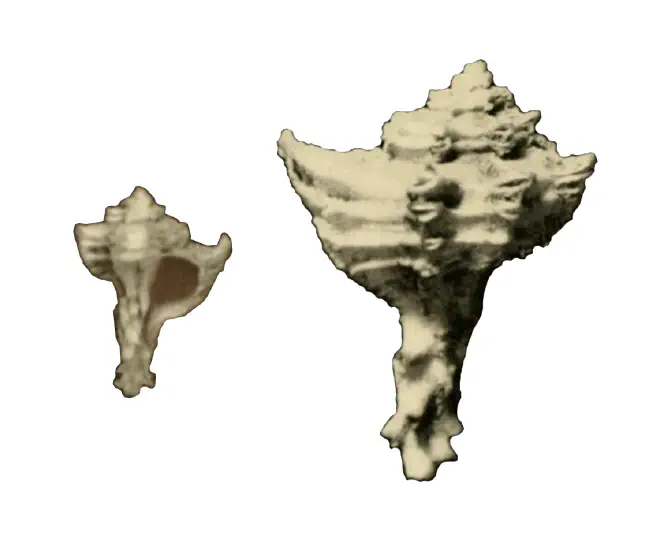 Specimen of Favartia graceae figured by McGinty (1940, pl. 10, fig. 2 and 2a); 22 mm in length. 2a is twice magnified.