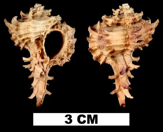 Favartia graceae from the Middle Pleistocene Bermont Fm. of Palm Beach County, Florida (UF 51612).