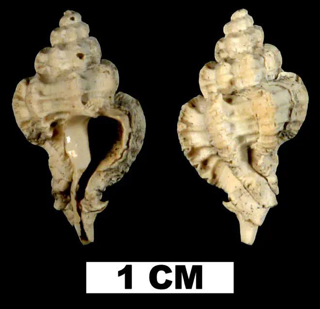 Favartia shilohensis from either the Late Pliocene Tamiami Fm. (Pinecrest Beds) or Early Pleistocene Caloosahatchee Fm. of Okeechobee County, Florida (UF 118287).