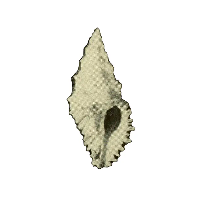 Specimen of Murexsul oxytatus figured by M. Smith (1938, pl. 6, fig. 6).