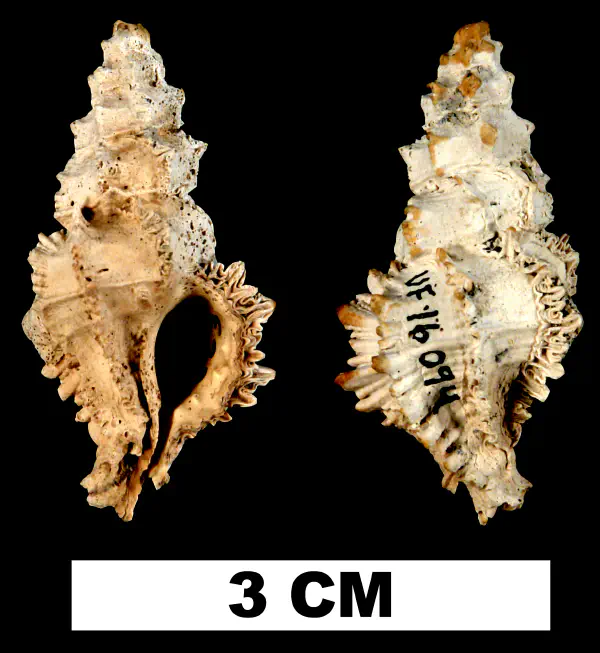 Murexsul oxytatus