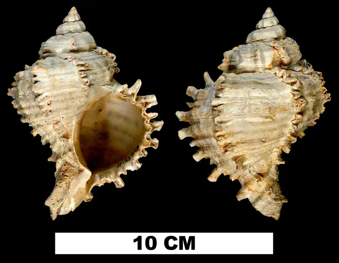 Hexaplex jameshoubricki from the Late Pliocene Tamiami Fm. (Pinecrest Beds) of Sarasota County, Florida (UF 138343).