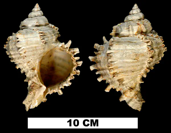 Muricanthus hertweckorum