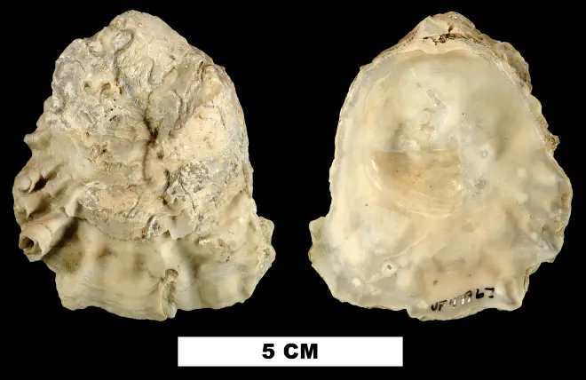 Ostrea lawrencei from the Early Pleistocene Nashua Fm. of Orange County, Florida (UF 47967).