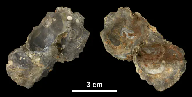 Clump of Ostrea lawrencei left valves from the Early Pleistocene James City Fm. of Beaufort County, North Carolina (PRI 69854).