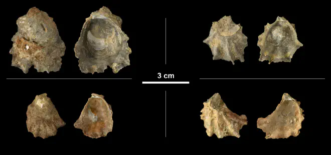 Ostrea lawrencei left valves from the Early Pleistocene James City Fm. of Beaufort County, North Carolina (PRI 69854).
