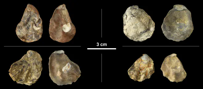 Ostrea lawrencei right valves from the Early Pleistocene James City Fm. of Beaufort County, North Carolina (PRI 69854).