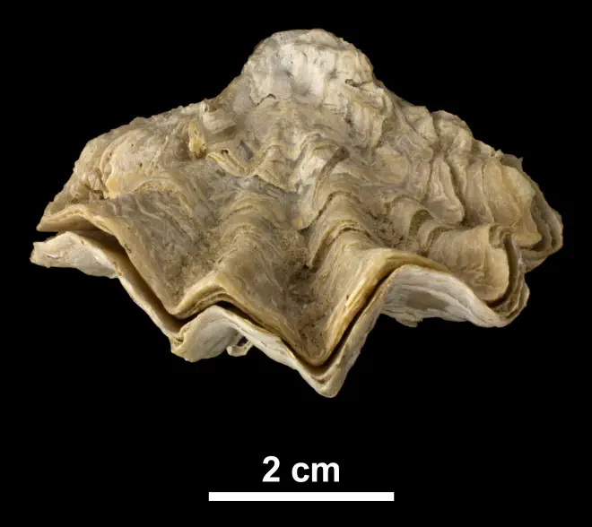 Ostrea sculpturata from the Plio-Pleistocene (formation unknown) of DeSoto County, Florida (PRI 40847), highlighting crenulated margin.