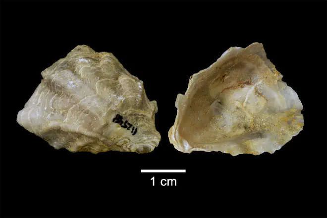 Conradostrea sculpturata from the Late Pliocene Yorktown Fm. of Isle of Wight County, Virginia (SDSM 112548).
