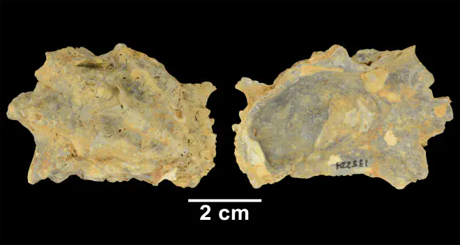 Conradostrea sculpturata from the Late Pliocene Yorktown Fm. of Isle of Wight County, Virginia (SDSM 135224).