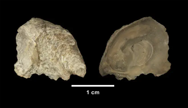 Conradostrea sculpturata from the Late Pliocene Yorktown Fm. of Isle of Wight County, Virginia (SDSM 139690).