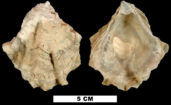 Myrakeena sculpturata