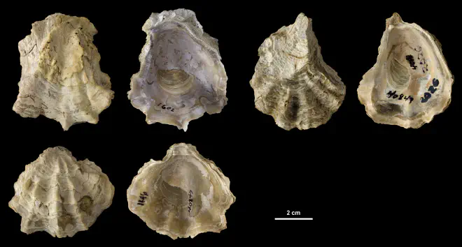 Ostrea sculpturata left valves from the Plio-Pleistocene (formation unknown) of DeSoto County, Florida (PRI 40847).