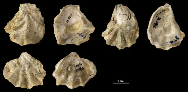 Ostrea sculpturata right valves from the Plio-Pleistocene (formation unknown) of DeSoto County, Florida (PRI 40847).