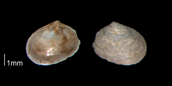 Mysella beaufortensis