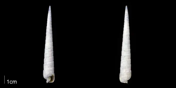 Myurellina aclinica