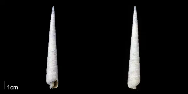 Terebra aclinica from the Tamiami Fm. (Pinecrest Beds) of Sarasota County, Florida (PRI 70079).