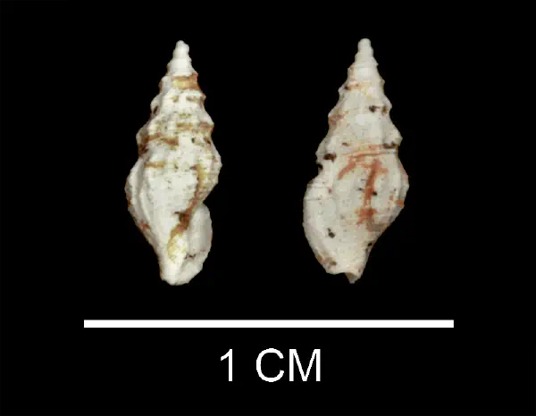 Nannodiella pauca