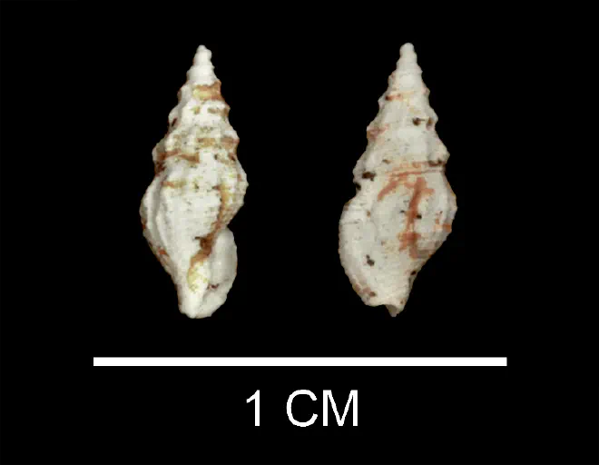 Nannodiella pauca from the upper Pliocene Yorktown Fm. (Moore House Member) of Virginia (SDSM 135258).
