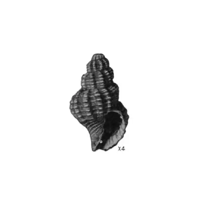 Specimen of Narona agria figured by Mansfield (1930, pl. 3, fig. 1); 11 mm.