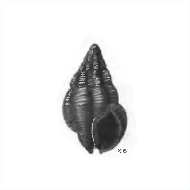 Specimen of Nassarius anisonema figured by Gardner (1944, pl. 51, fig. 16); 6.2 mm in length.