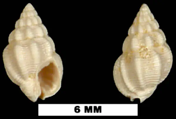 Nassarius anisonema
