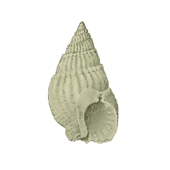 Specimen of Nassarius berthae figured by Maury (1910, pl. 5, fig. 7); 13 mm in length.