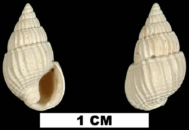 Nassarius berthae from the Early Miocene Oak Grove Sand of Okaloosa County, Florida (UF 72440).
