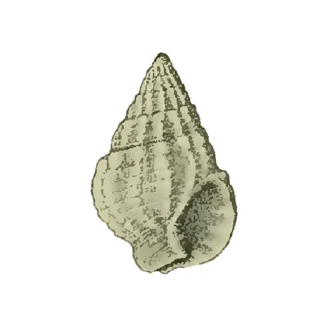 Specimen of Nassarius harrisi figured by Maury (1910, pl. 5, fig. 9); 8 mm in length.