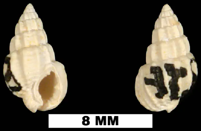 Nassarius harrisi from the Early Miocene Chipola Fm. of Calhoun County, Florida (UF 189024).